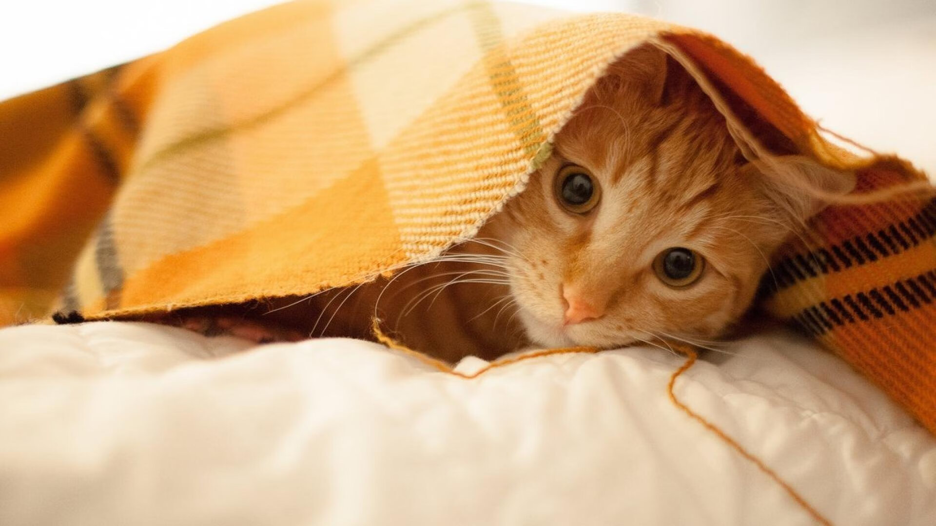 绝境双雄，C罗关键先生本色，加纳末节奇迹带走丹麦